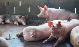到2023年七八月份肥猪多少钱一斤 2021年3月8日的猪价